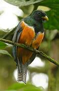 Collared Trogon