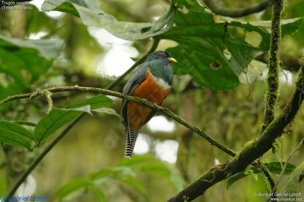 Collared Trogon male adult