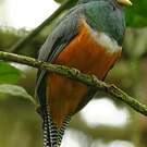 Trogon rosalba