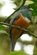 Collared Trogon