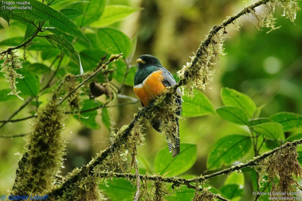 Collared Trogon