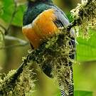 Trogon rosalba
