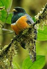 Trogon rosalba