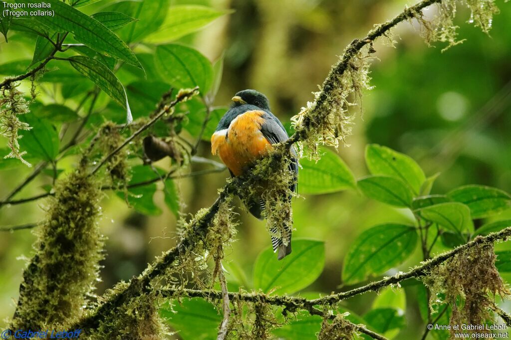 Collared Trogon male adult