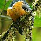 Trogon rosalba