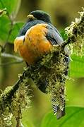 Collared Trogon