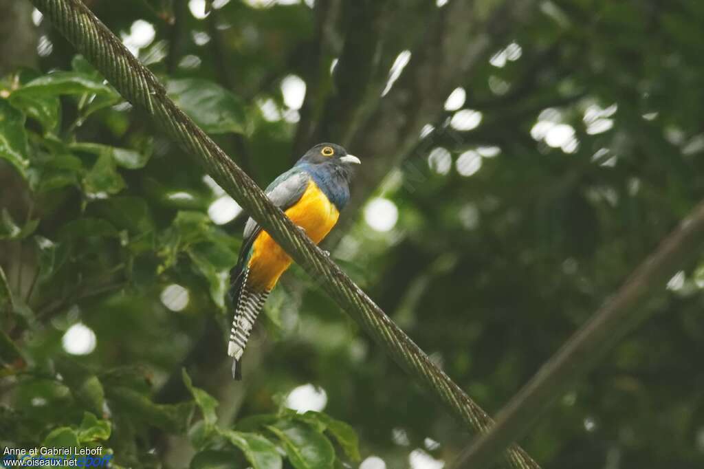 Guianan Trogon male adult