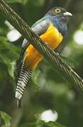 Guianan Trogon