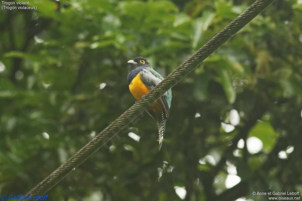 Trogon violacé