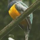 Trogon violacé