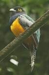 Trogon violacé