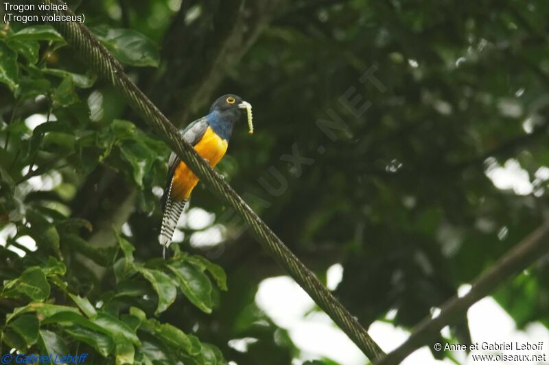 Guianan Trogon male adult