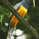 Trogon violacé