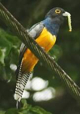 Trogon violacé