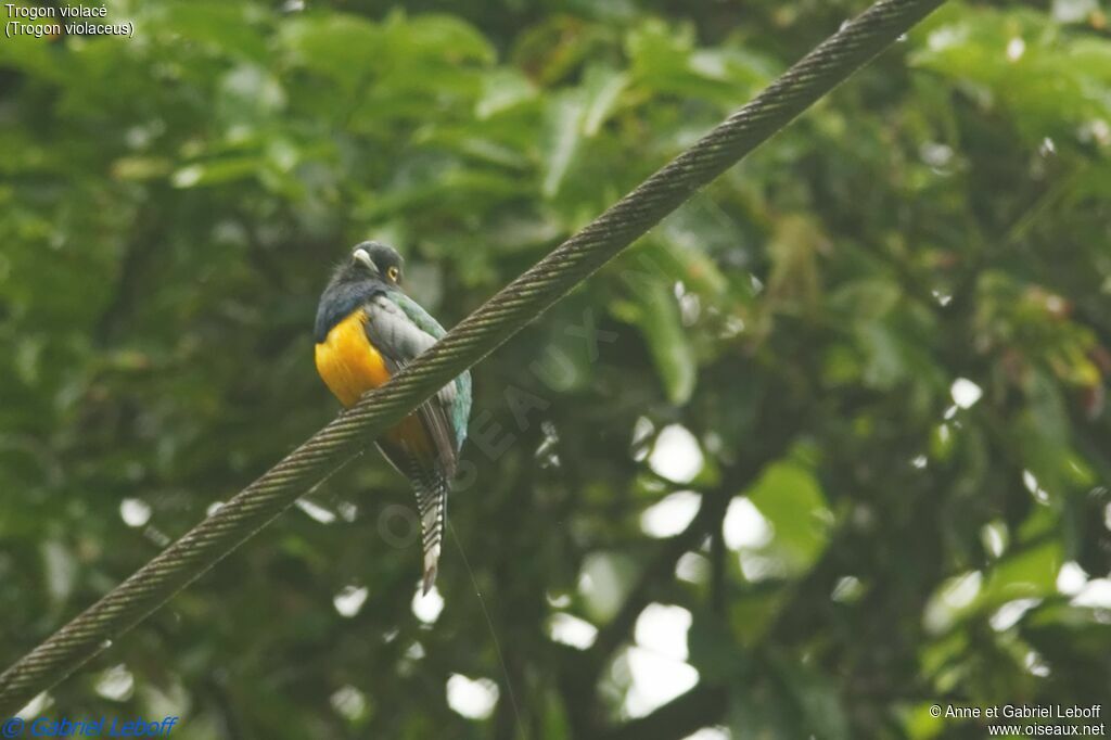 Guianan Trogon male adult