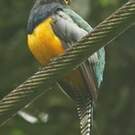 Trogon violacé