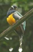 Trogon violacé