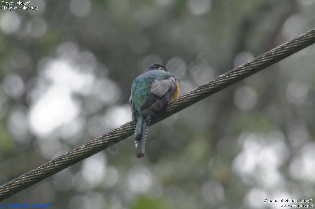 Trogon violacé mâle adulte