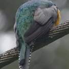 Trogon violacé
