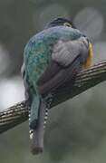 Guianan Trogon