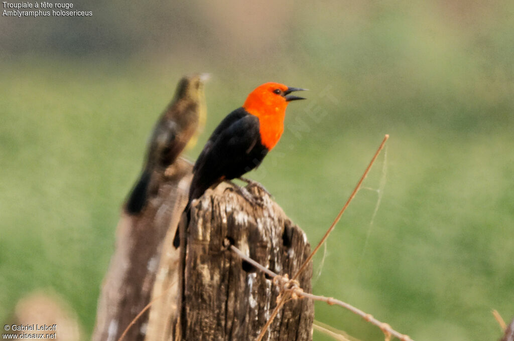 Troupiale à tête rouge