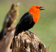 Scarlet-headed Blackbird