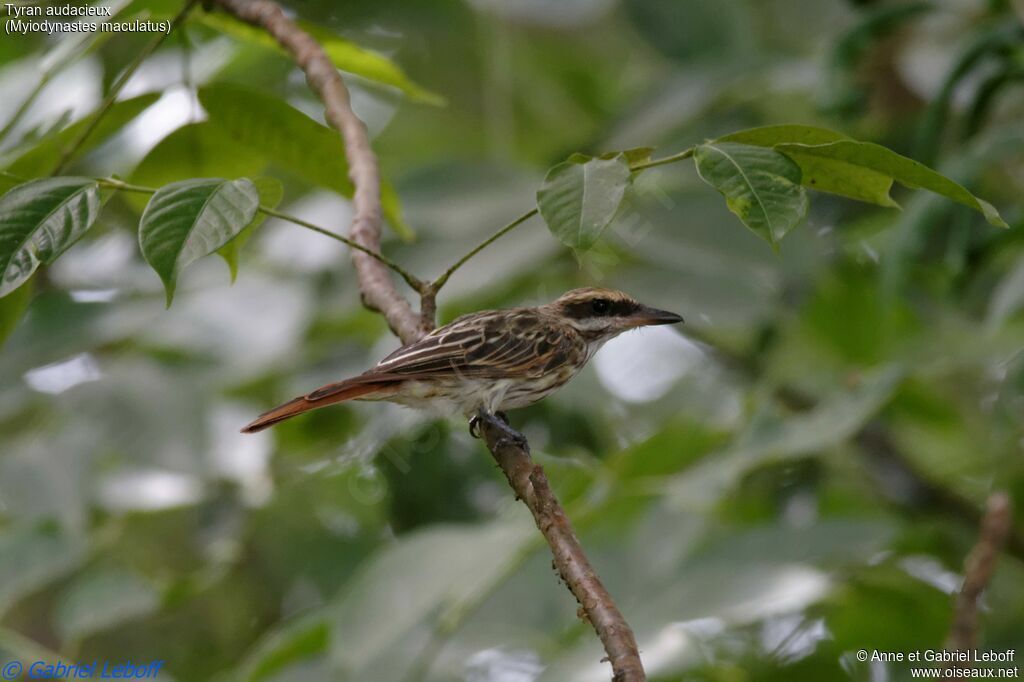 Streaked Flycatcheradult