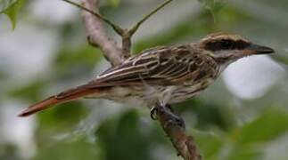 Streaked Flycatcher