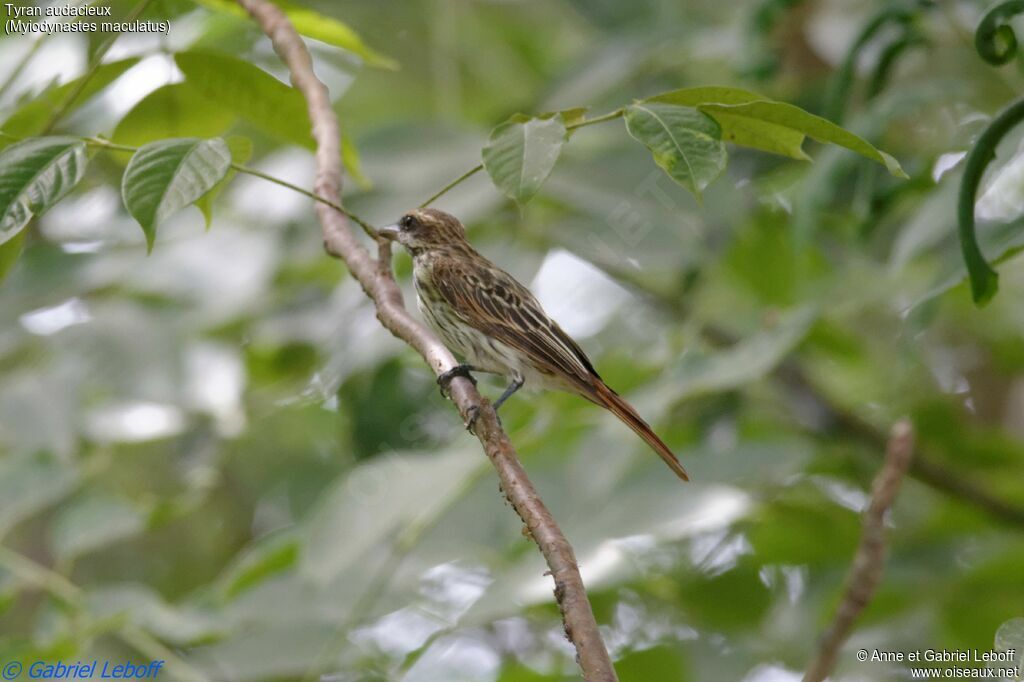 Streaked Flycatcheradult