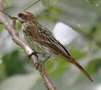 Streaked Flycatcher