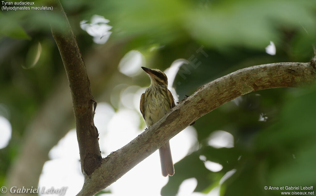 Streaked Flycatcher