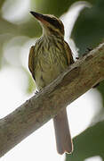 Streaked Flycatcher