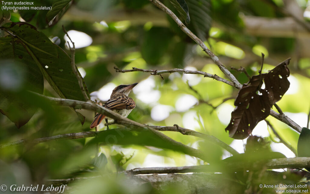 Streaked Flycatcher