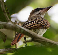 Streaked Flycatcher