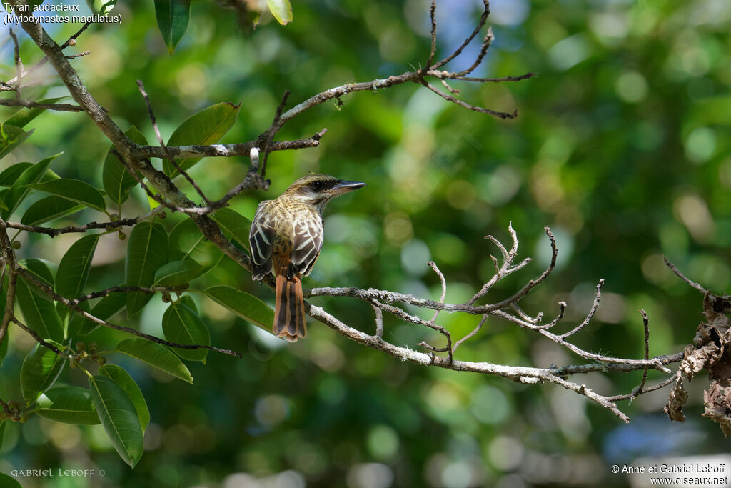 Streaked Flycatcher