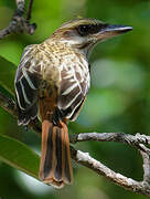 Streaked Flycatcher