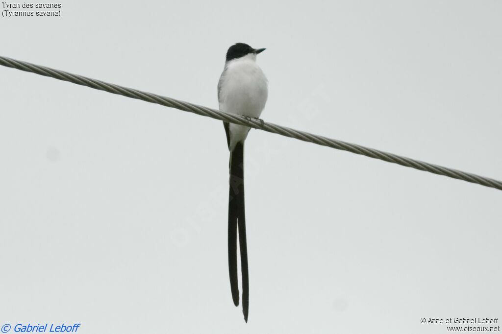 Fork-tailed Flycatcher