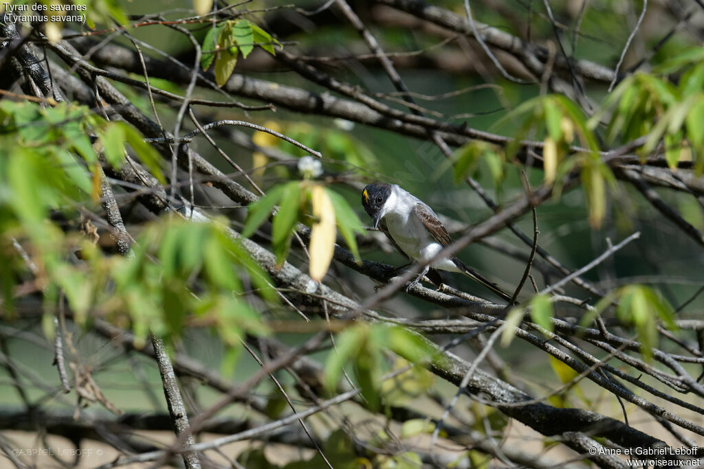 Fork-tailed Flycatcher