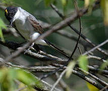 Fork-tailed Flycatcher