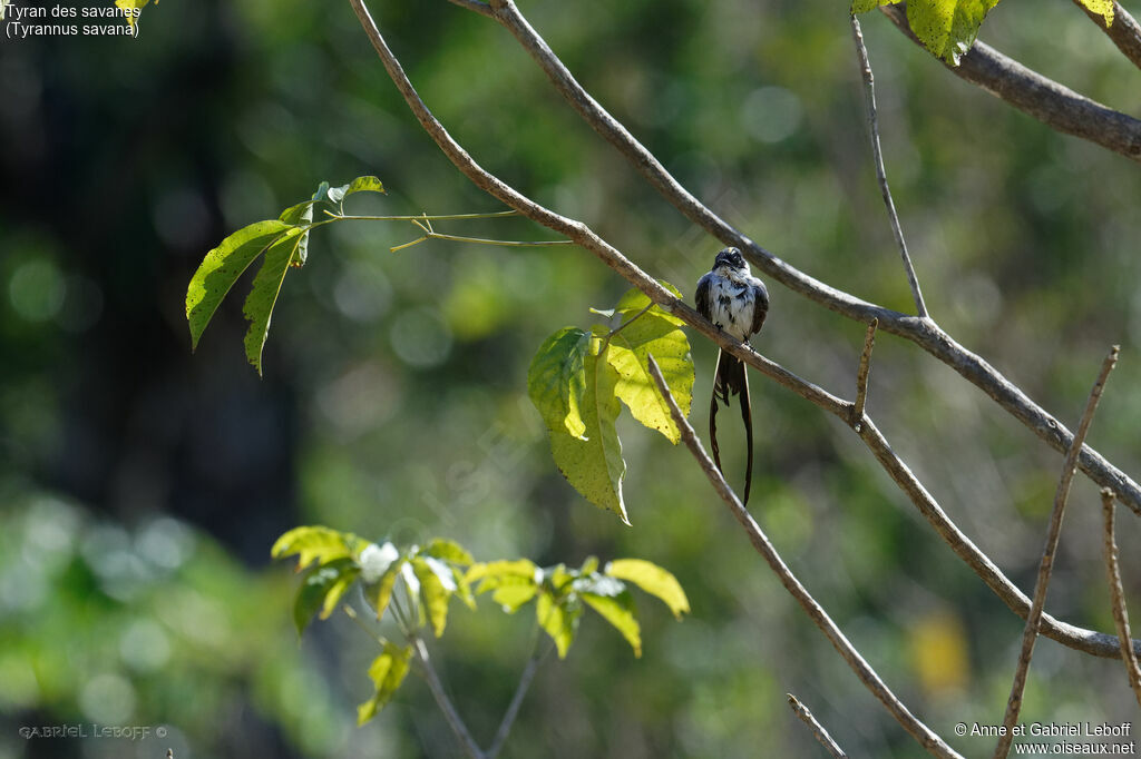 Fork-tailed Flycatcher