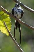 Fork-tailed Flycatcher