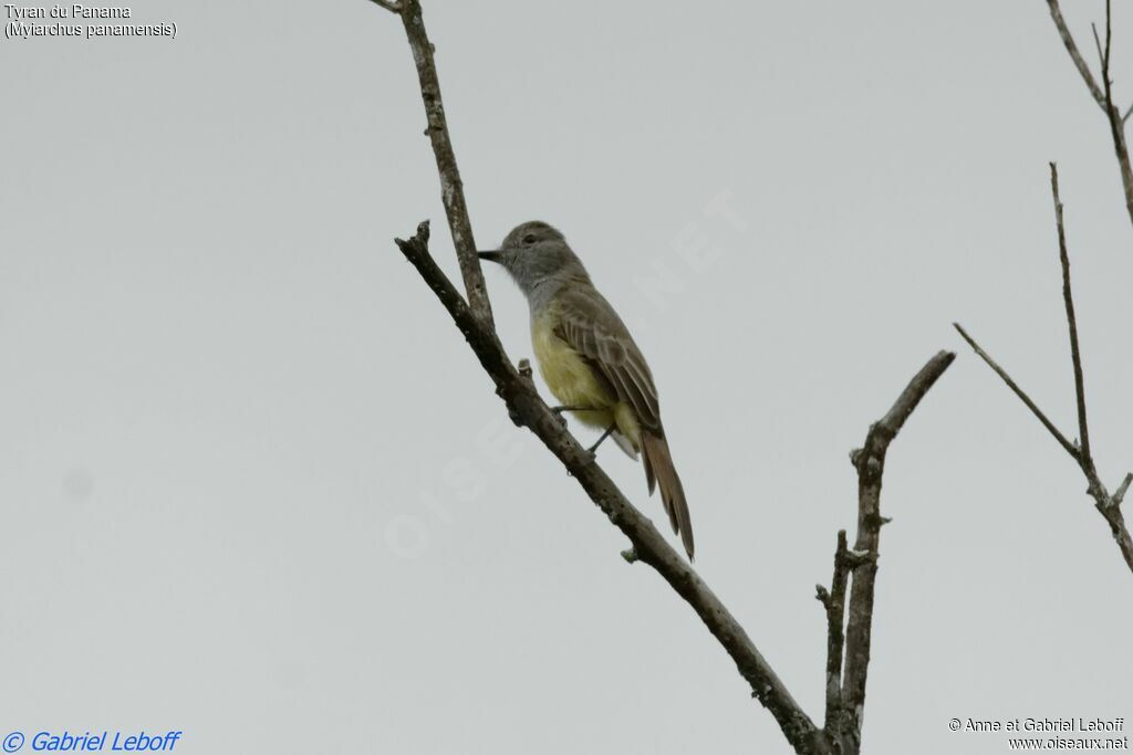 Panamanian Flycatcheradult