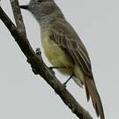 Tyran du Panama