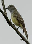 Panamanian Flycatcher