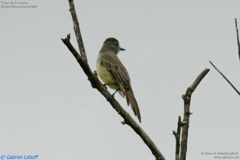 Panamanian Flycatcheradult