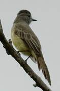 Panamanian Flycatcher