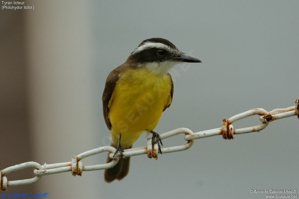 Lesser Kiskadee