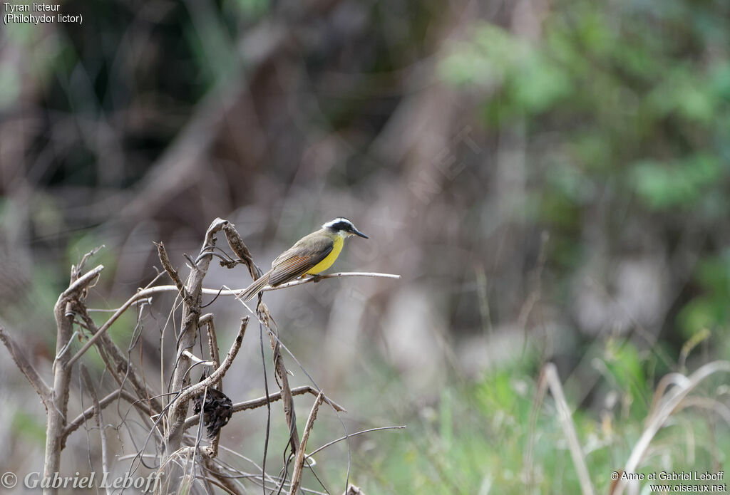 Lesser Kiskadee