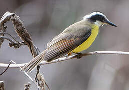 Lesser Kiskadee