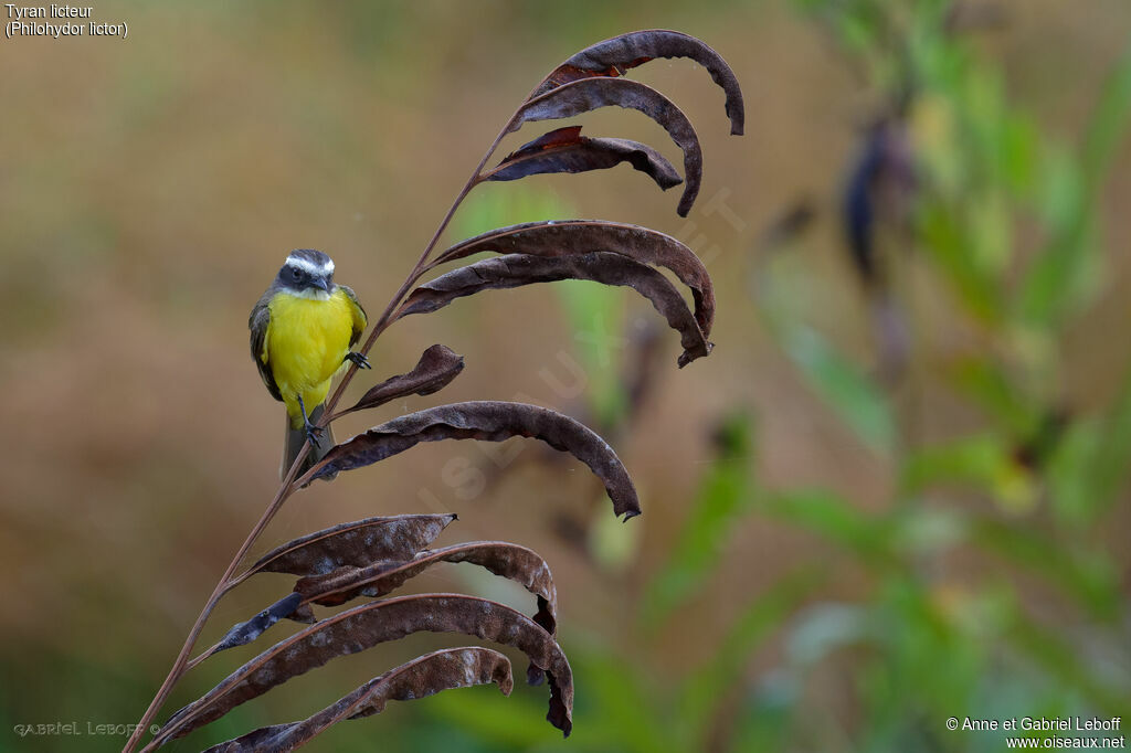 Lesser Kiskadee